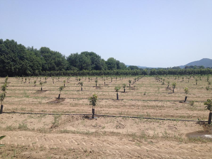Fertirrigazione coltivazione di cachi in Campania