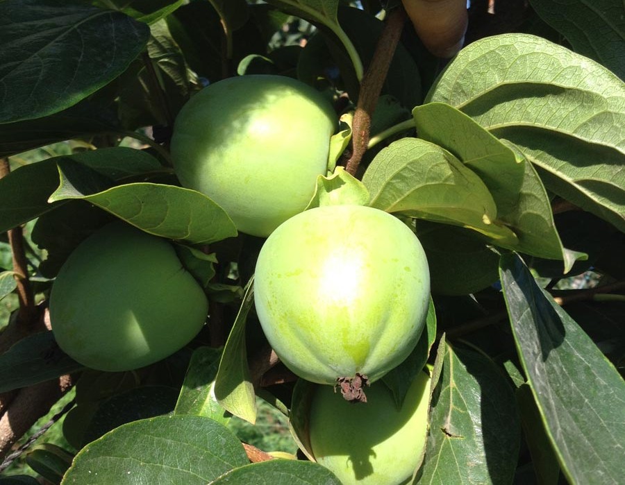 Persimmon's fruit in august