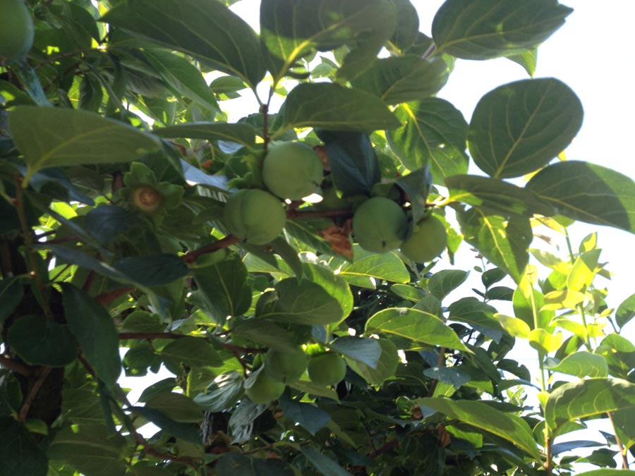 Kaki tipo Persimmons' crops in july