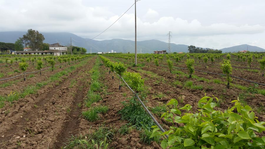 Irrigation system on new persimmons' crops