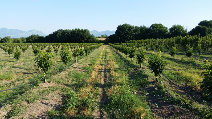 Eliminazione infestanti su coltivazioni di kaki in Campania