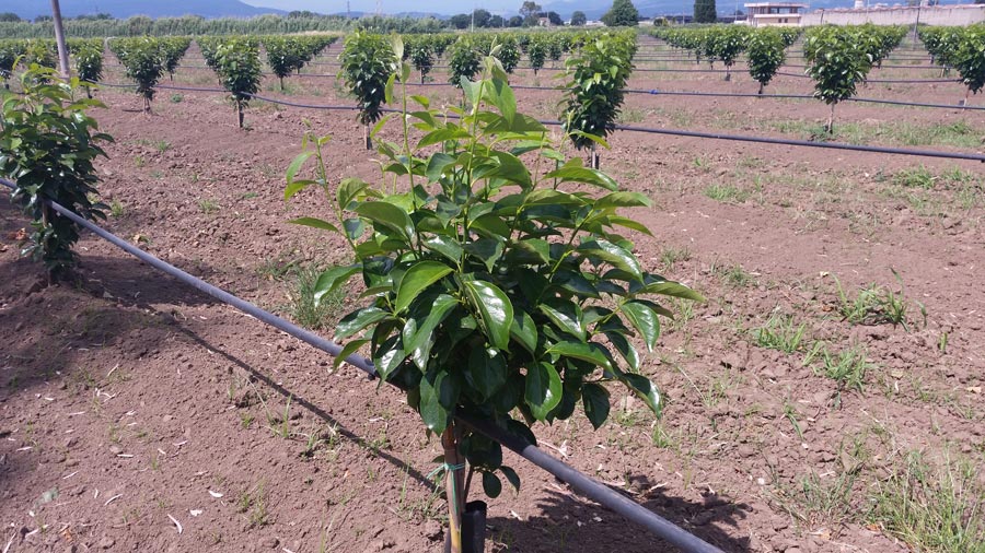Persimmons' trees irrigation