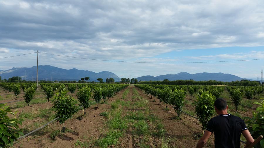 Irrigazione campi di kaki Campania