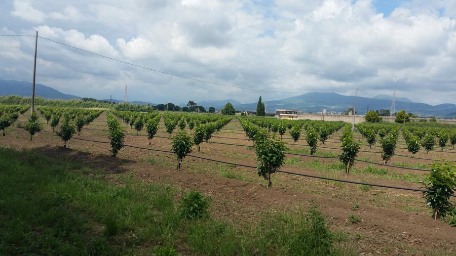 Inizio irrigazione coltivazione di kaki in Campania